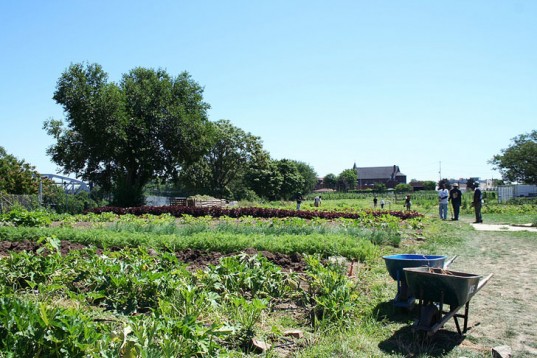 urban-farmMMW-Horticulture-Group-537x358